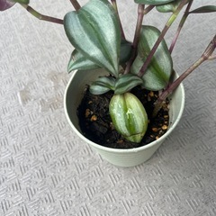 シマムラサキツユクサ縞村紫露草の画像