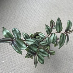 シマムラサキツユクサ縞村紫露草の画像