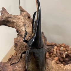 ヘラクレスオオカブトの画像