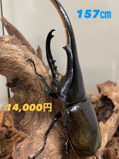 ヘラクレスオオカブト