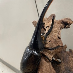 ヘラクレスオオカブトの画像