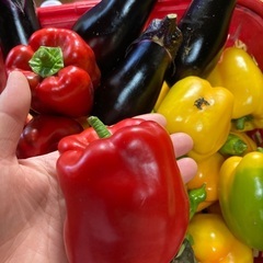 野菜　丹波篠山産　採れたて　新鮮　美味しいの画像