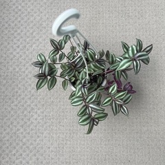シマムラサキツユクサ縞村紫露草の画像