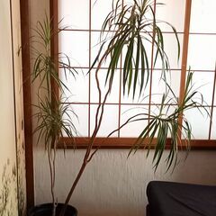 観葉植物 (ドラセナ・リフレクサ・ラックス)の画像