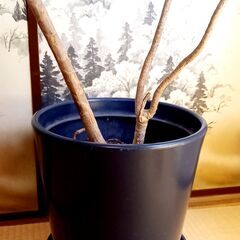 観葉植物 (ドラセナ・リフレクサ・ラックス)の画像