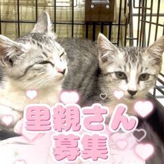 急募❕子猫3ヵ月のサバトラ双子💓