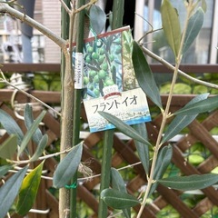 オリーブの木　オリーブの苗の画像