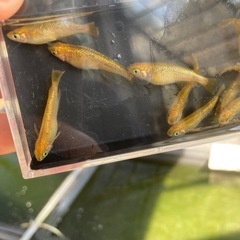 レクリス⭐︎メダカ　１２匹　現物の画像