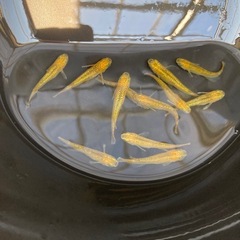 レクリス⭐︎メダカ　１２匹　現物の画像