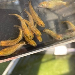 レクリス⭐︎メダカ　１２匹　現物の画像