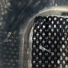 水色桔梗の針子5匹⭐︎室内飼育の画像