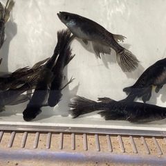 ブラックダイヤRLF⭐︎メダカ１０匹　現物の画像