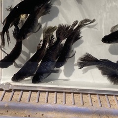ブラックダイヤRLF⭐︎メダカ１０匹　現物の画像