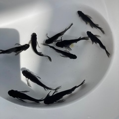 ブラックダイヤRLF⭐︎メダカ１０匹　現物の画像