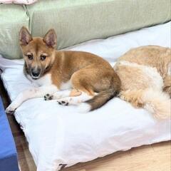 保護犬ソックス君4ヶ月❤会いに来てね