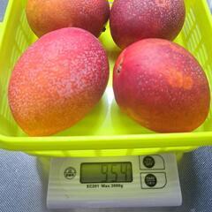 キャンセル待ちです沖縄県産マンゴーの画像