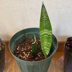 観葉植物の画像