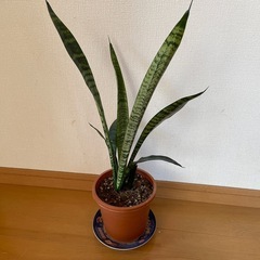 観葉植物の画像