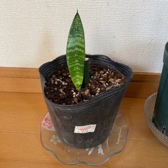 観葉植物の画像