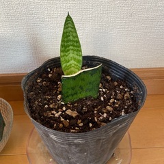 観葉植物の画像