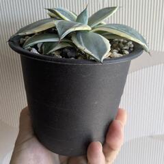 アガベ　クリームスパイクの画像