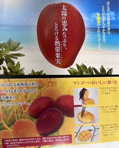 家庭用マンゴー