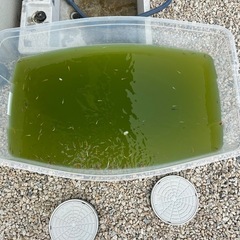 メダカ　の画像