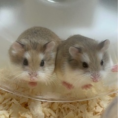 可哀想なハムスターに支援をお願いします🙇‍♂️