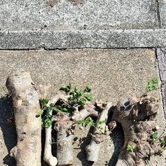 オリーブ🫒   シマトネリコ🌿 薪   キャンプ  バーベキュー   ストーブの画像