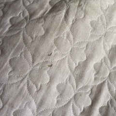 夏用カーペット！の画像
