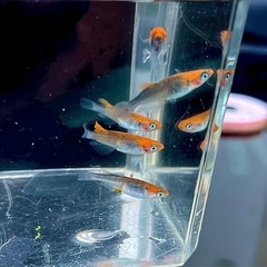 紅薊　普通体型の画像