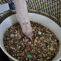 大型 フィカスアルテシマ 朴仕立て 鉢植え 観葉植物 鉢カバー付きの画像