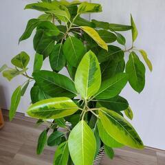大型 フィカスアルテシマ 朴仕立て 鉢植え 観葉植物 鉢カバー付きの画像