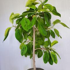 大型 フィカスアルテシマ 朴仕立て 鉢植え 観葉植物 鉢カバー付きの画像