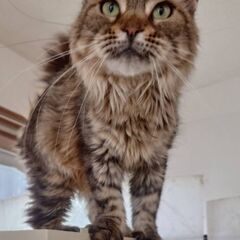 メインクーン　成猫