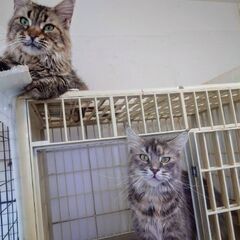 メインクーン　成猫 - ペット