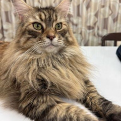 メインクーン　成猫 − 大阪府