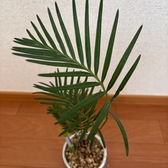 【水位計付き】蘇轍(ソテツ)3号の画像