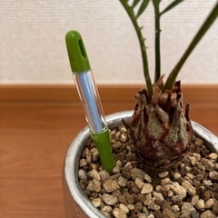 【水位計付き】蘇轍(ソテツ)3号の画像