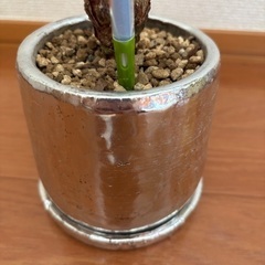 【水位計付き】蘇轍(ソテツ)3号の画像