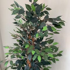 フェイクグリーン人工観葉植物　高さ150cm ※家まで取りに来れる方限定の画像