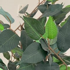 フェイクグリーン人工観葉植物　高さ150cm ※家まで取りに来れる方限定の画像