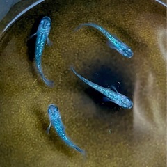 令和オーロラサファイア　ホワイトフィンタイプの画像