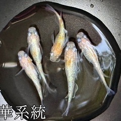 【めだか・メダカ】若魚販売（強青ラメサファイア系・プロミネンスダルマ系統・王華系統） 4種16匹1,200円の画像