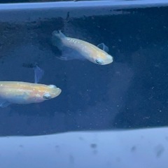 届けます‼️「プリムローズフローラ」稚魚10匹の画像