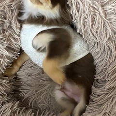 超小型犬　赤ちゃん時の洋服とハーネスの画像