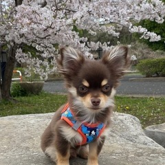 超小型犬　赤ちゃん時の洋服とハーネスの画像