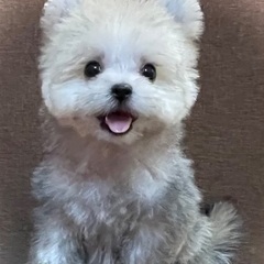 マルポメmix✨ブリーダー直販プライスでお迎えできちゃいま…