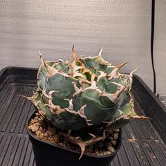 白鯨の画像