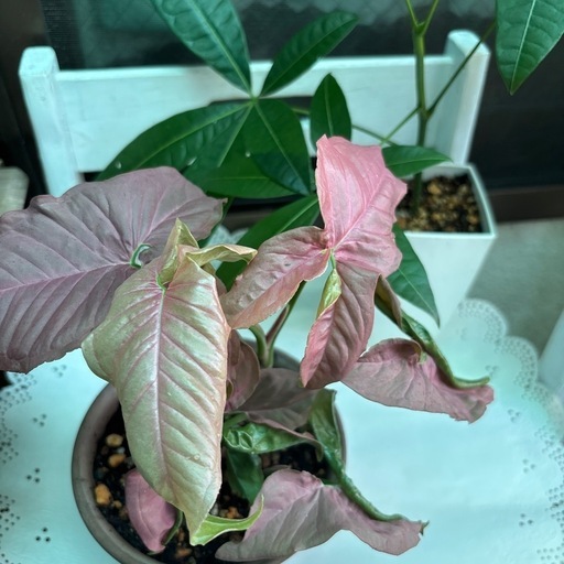 その他観葉植物 ShinMin 観葉植物紹介】シンゴニウム編 - SHINOSAN no NIWA